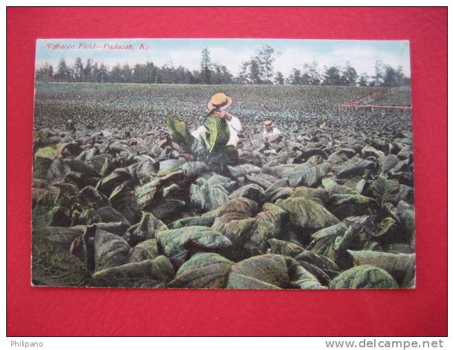 Tobacco Field  Paducah Ky  Circa 1910 - Andere & Zonder Classificatie