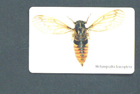 SOUTH AFRICA - Chip Phonecard/Cicada - Afrique Du Sud