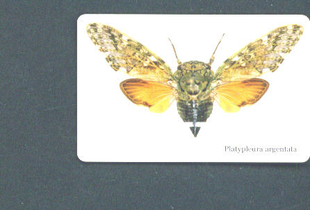 SOUTH AFRICA - Chip Phonecard/Cicada - South Africa