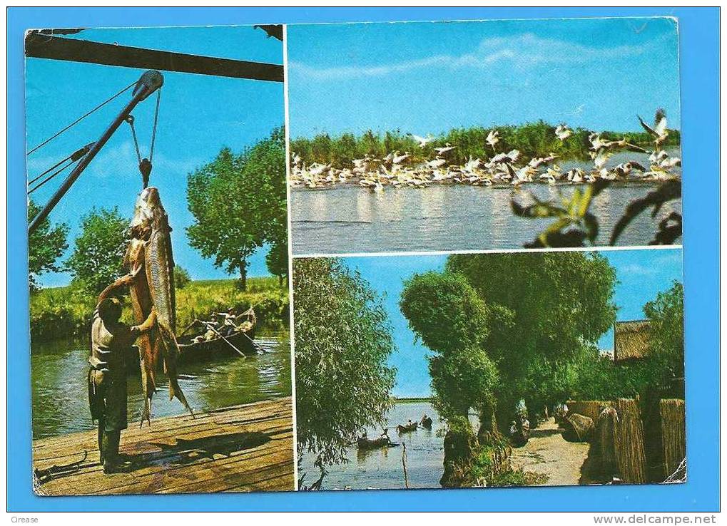 Pelican, Pelicans, Bird, Danube Delta ROMANIA Postal Stationery Postcard 1972 - Pélicans
