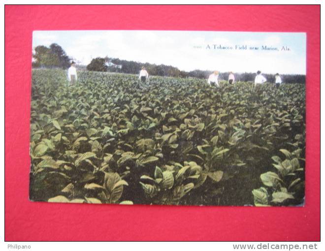 A Tobacco Field Near Marion Al  Circa 1907 - Other & Unclassified