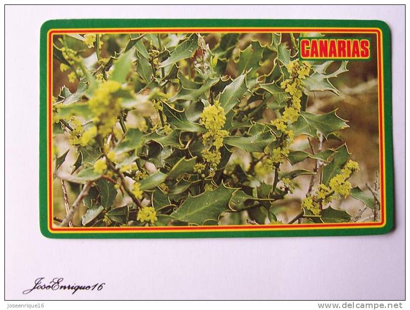 CARD COLLECTION, PLANTAS URUGUAY, PLANTES PLANTS. CONGOROSA MAYTENUS ILICIFOLIA - Other & Unclassified