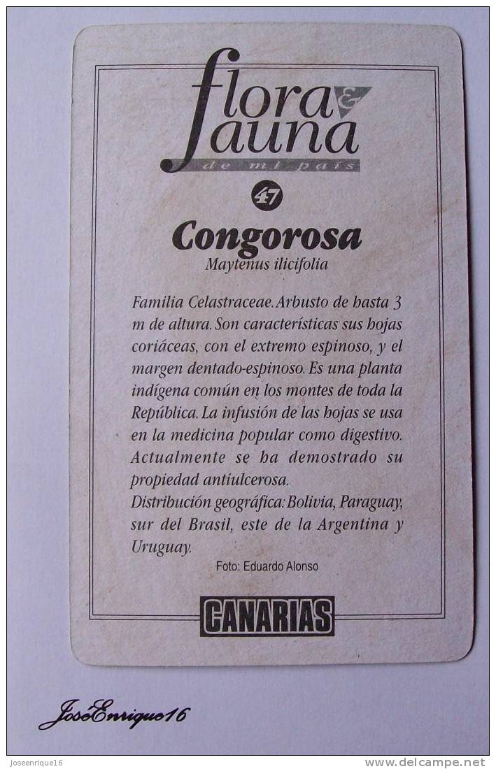 CARD COLLECTION, PLANTAS URUGUAY, PLANTES PLANTS. CONGOROSA MAYTENUS ILICIFOLIA - Other & Unclassified