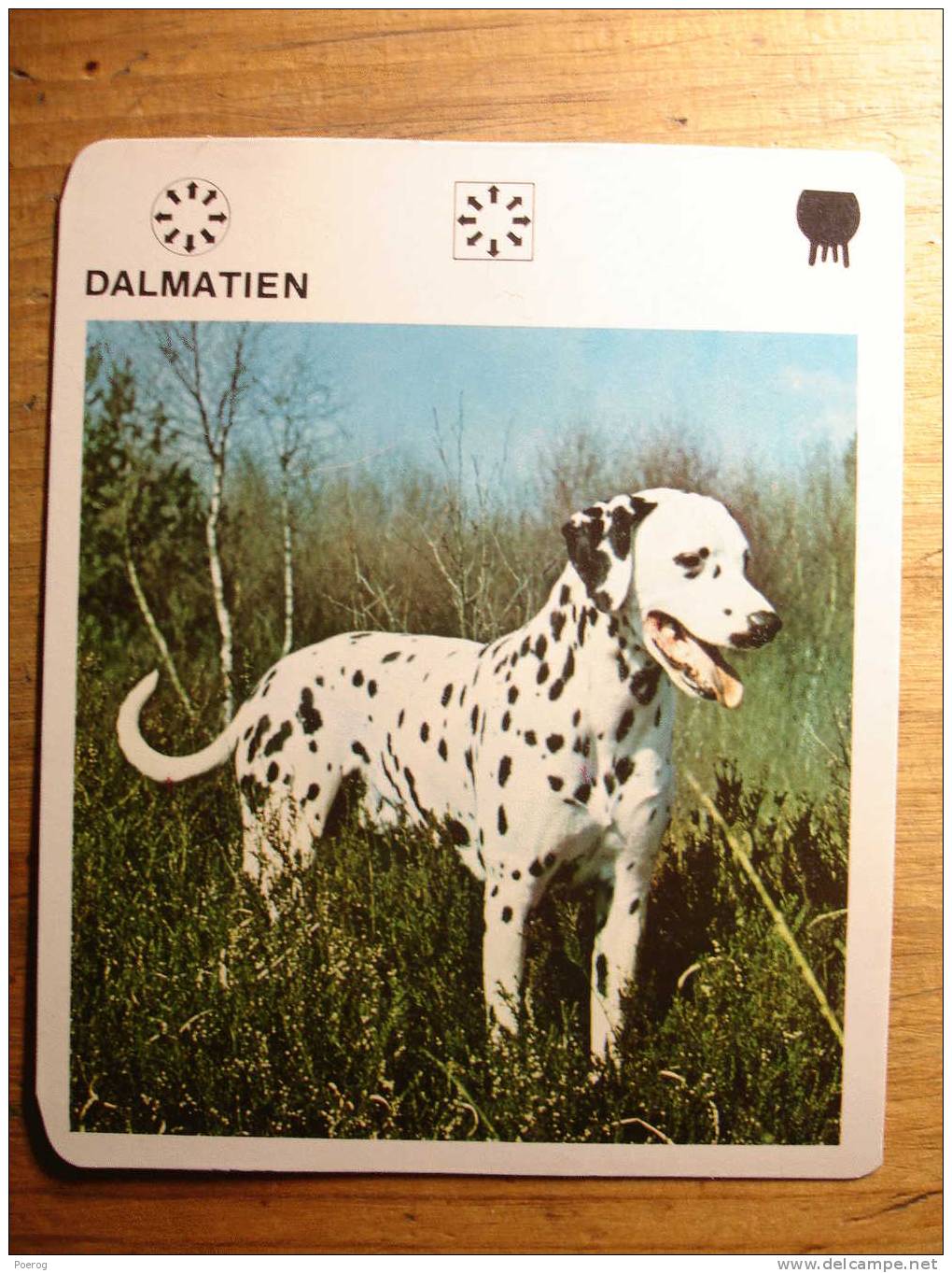 FICHE CHIEN - DALMATIEN - Le Livre De Paris - 1978 - Dog - Fiche Documentée Chien Dog - Tiere