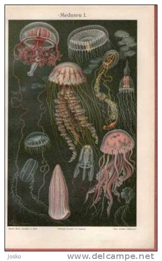 JELLYFISH 1. ( Old Original Lithography From 1904. ) Méduse Medusa Kwal água-viva Jellyfishes Méduses Medusen - Lithographies