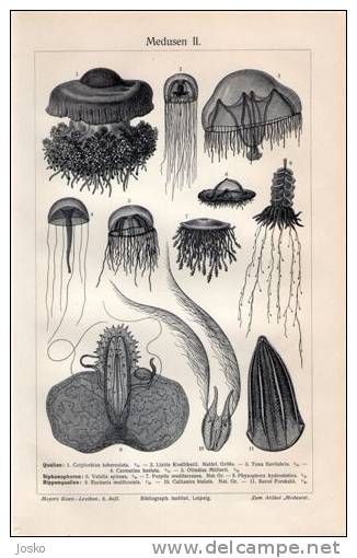 JELLYFISH 2. ( Old Original Lithography From 1904. ) Méduse Medusa Kwal água-viva Jellyfishes Méduses Medusen - Lithographien