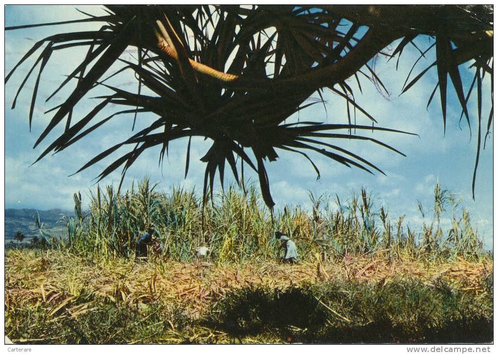 Ile De La Réunion,la Coupe De La Canne à Sucre,tout à La Main ,et La Force Du Poigné,métier De Paysan De L´ile,rare - Saint Paul