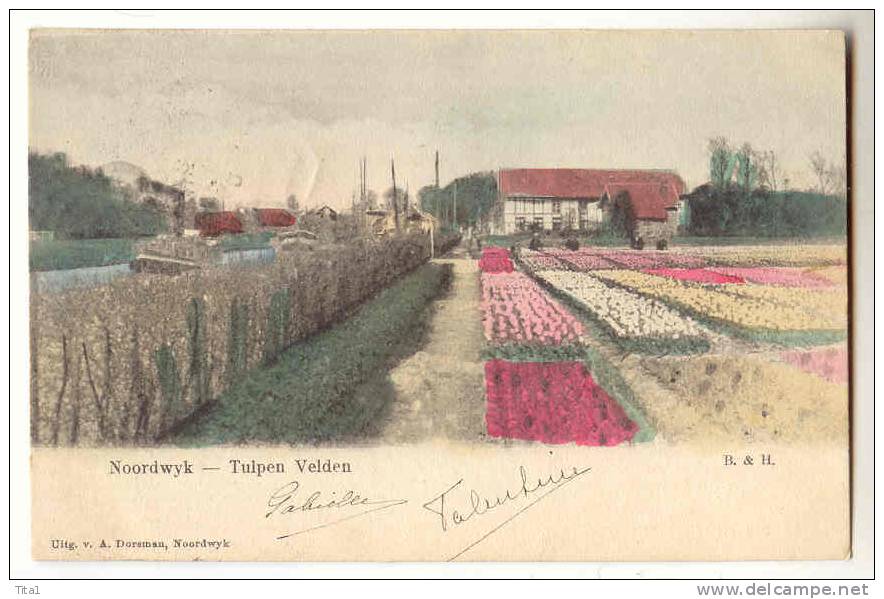 D3242 - Noorwijk - Tulpen Velden - Noordwijk (aan Zee)