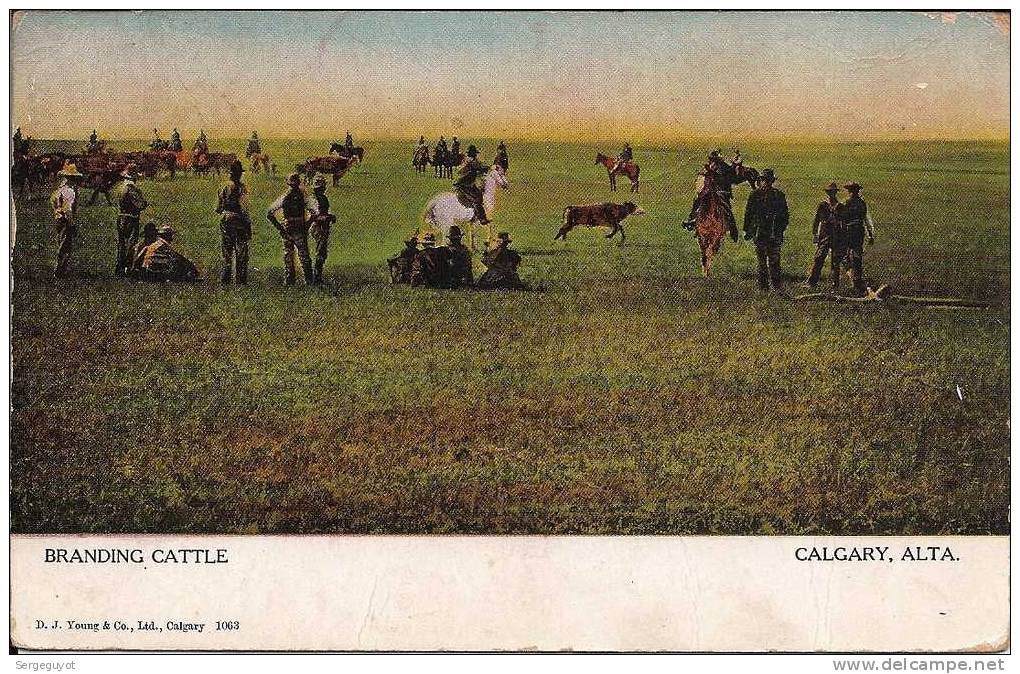 Calgary : Branding Cattle - (ec198) - Calgary