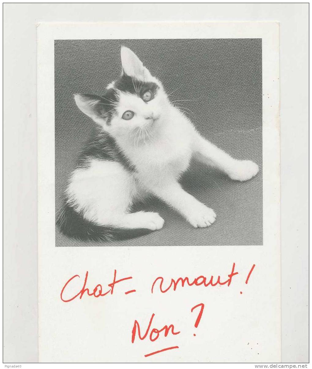 Cp , ANIMAUX , Chat , Chat-rmant ! Non ? - Gatti