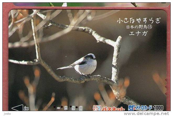 TIT ( Japan ) Mesange Teta Meise Tetta Mees Tits Mesanges Bird Oiseau Birds Oiseaux Vogel Uccello Pajaro Ave Aves - Pájaros Cantores (Passeri)