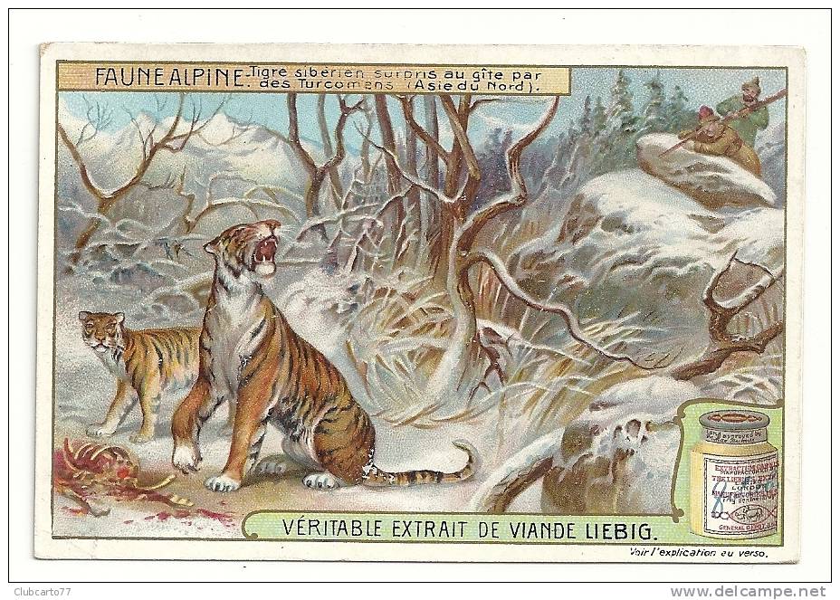 Turcmenistan (Afganistan) : Illustration Chasse Au Tigre De Sibérie Pub Liebig Environ 1910 (animée). - Afghanistan