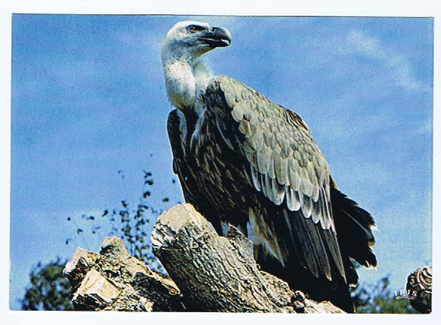 01   VILLARS LES DOMBES PARC ORNITHOLOGIQUE LE VAUTOUR FAUVE - Villars-les-Dombes