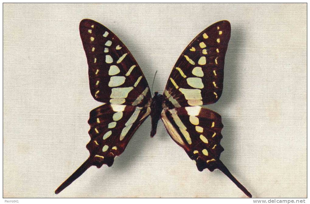 PAPILLON "Papilio Antheus" - Butterflies