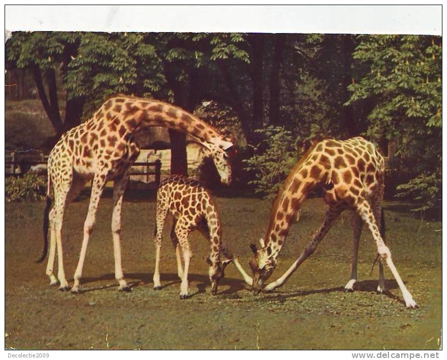 ZS3524 Animals Animaux Girafes Park Zoologique Paris Not Used Perfect Shape - Giraffes