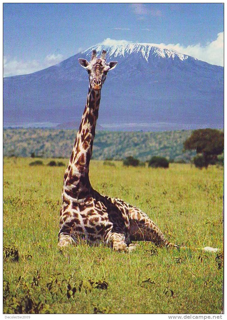 ZS3525 Animals Animaux Girafes Giraffe Arican Wildlife Not Used Perfect Shape - Giraffes