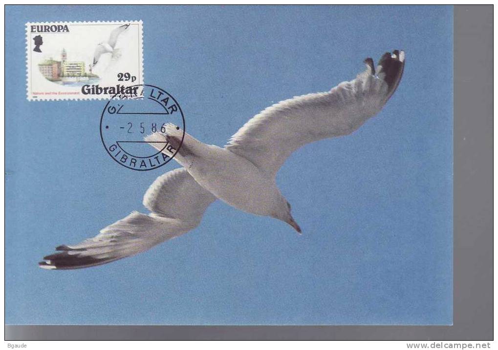 GIBRALTAR CARTE MAXIMUM   EUROPA CEPT 1986 NUM YVERT 514 PROTECTION DE LA NATURE OISEAU - 1986