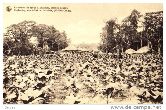 Congo Belge Plantation De Tabac à Lukolela C164 - Congo Belga