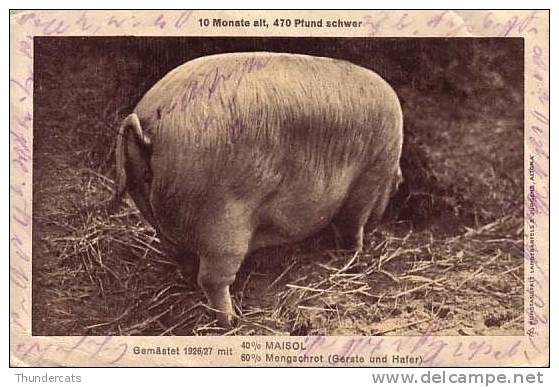 CPA COCHON COCHONS  ** PIG PIGS **  VARKEN ** 10 MONATE ALT 470 PFUND SCHWER ** MAISKRAFTFUTTER MAISOL - Cochons