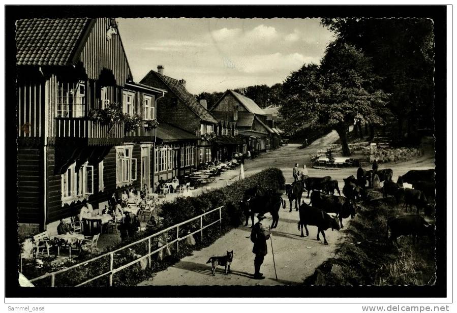 Bad Harzburg  ,  Das Molkenhaus  ,  Rinder Auf Dem Weg  -  Ansichtskarte Ca.1955 - Bad Harzburg