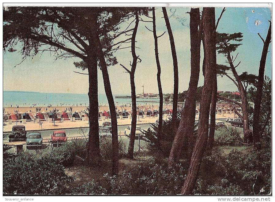 CP Saint Georges De Didonne  St 17 Charente Maritime  La Plage à Travers Les Pins - Autres & Non Classés