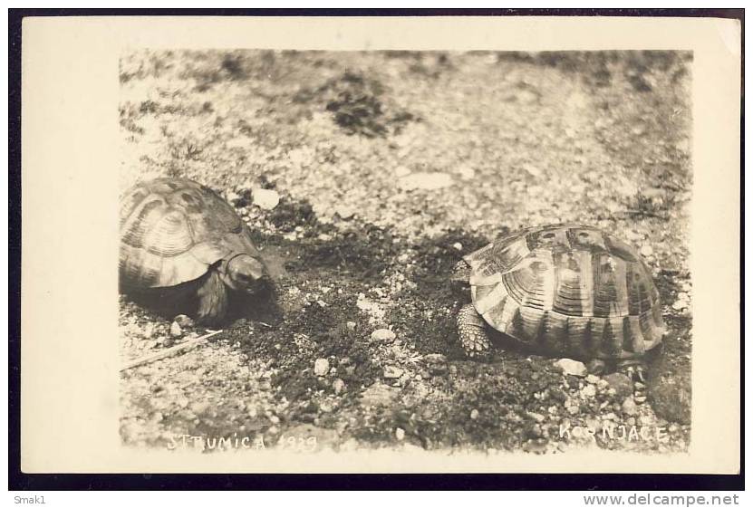 TURTLES  Real Photo  Strumica  Serbia   Old Postcard  1929. - Tortues