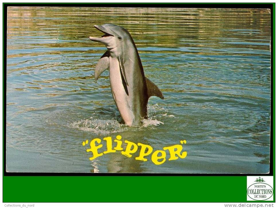 Flipper Dolphin - 1970 Post Card /  Dauphin Carte Postale - TV Series