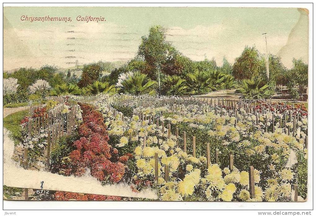 U.S.A. - OAKLAND - Chrysanthemums - Oakland