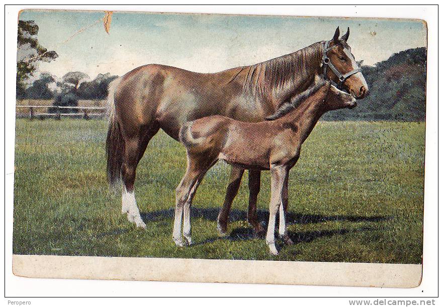 AK PFERDE   OLD POSTCARD   PRE 1904 - Chevaux