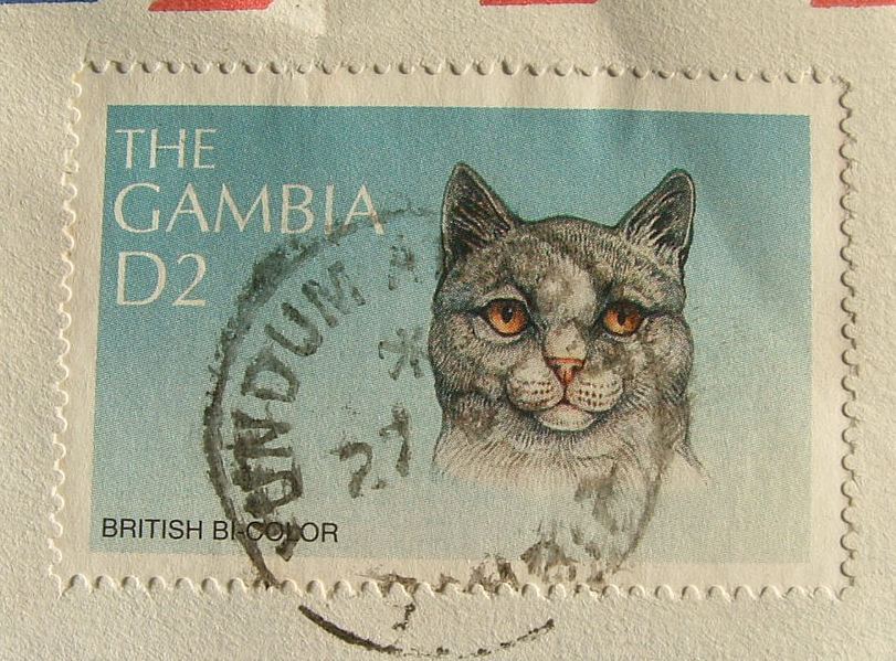 Gambia 1998 Cover To England UK - Health - British Bi-color Cat - Gambie (1965-...)