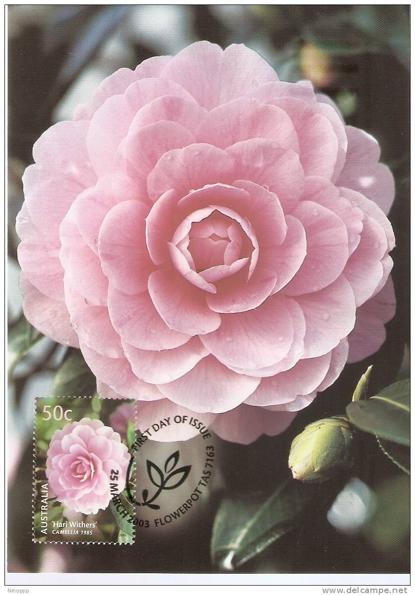 Australia-2003 Blooms,50c Camellia   Maximum Card - Maximum Cards