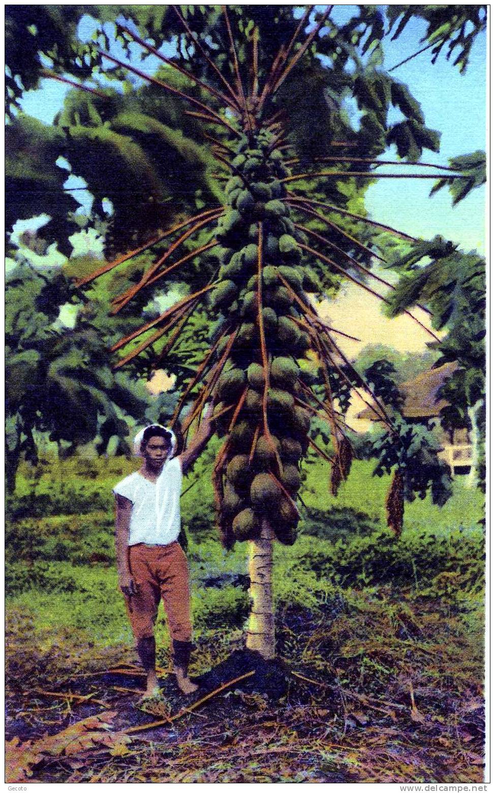 Papaya Tree With Fruits - Philippinen