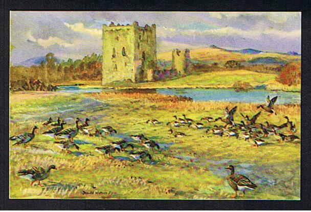 RB 609 - Artist Donald Watson - Postcard Bean Geese At Threave Castle Kirkcudbrightshire Scotland - Bird Theme - Kirkcudbrightshire