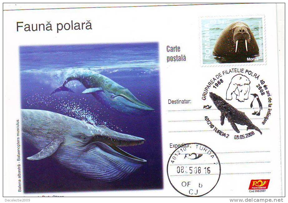 M879 Postal Card Romania Baleines Whales Blue Whale Perfect Shape - Baleines