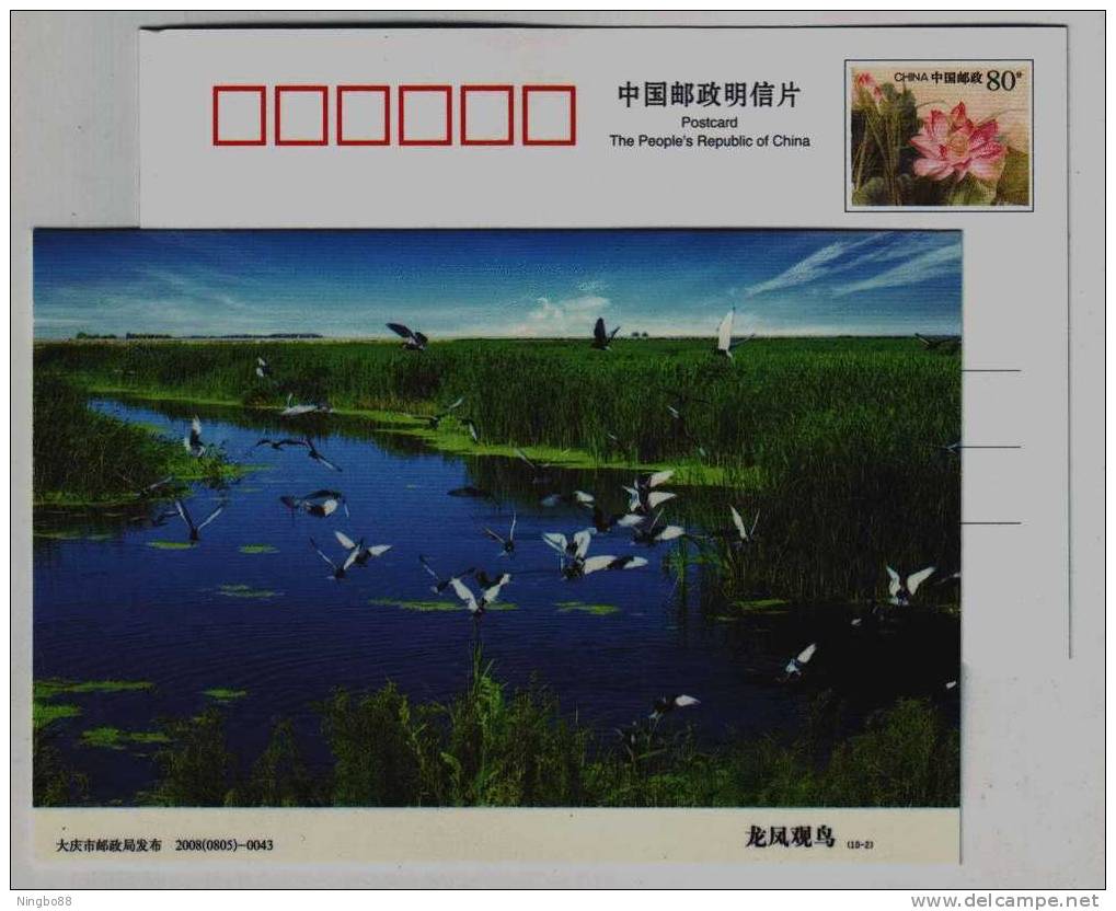 Migrant Bird View,China 2008 Daqing Reed Wetland Landscape Advertising Postal Stationery Card - Anatre