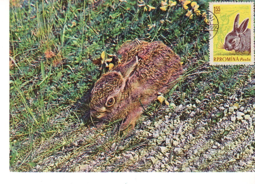 Romania / Maxi Card / Rabbit - Conigli
