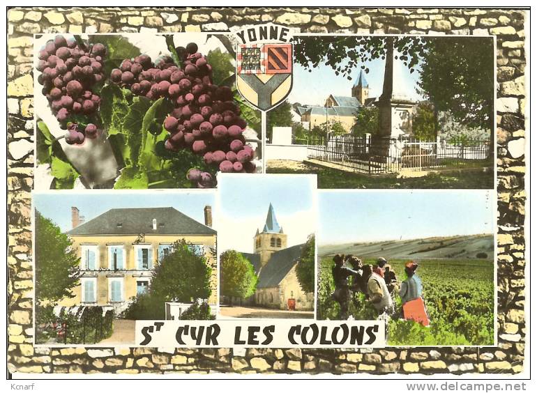 CP De ST-CYR-LES-COLONS " Les Raisins , Le Monument Aux Morts , La Mairie , Les Vendanges , L'église " . - Chablis