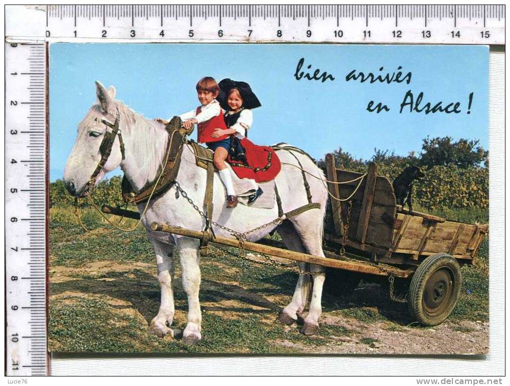 L'ALSACE PITTORESQUE  -   Bien Arrivés En ALSACE   - CHEVAL BLANC  Attelé  D'une Charrette Et Monté Des Deux Enfants.... - Alsace