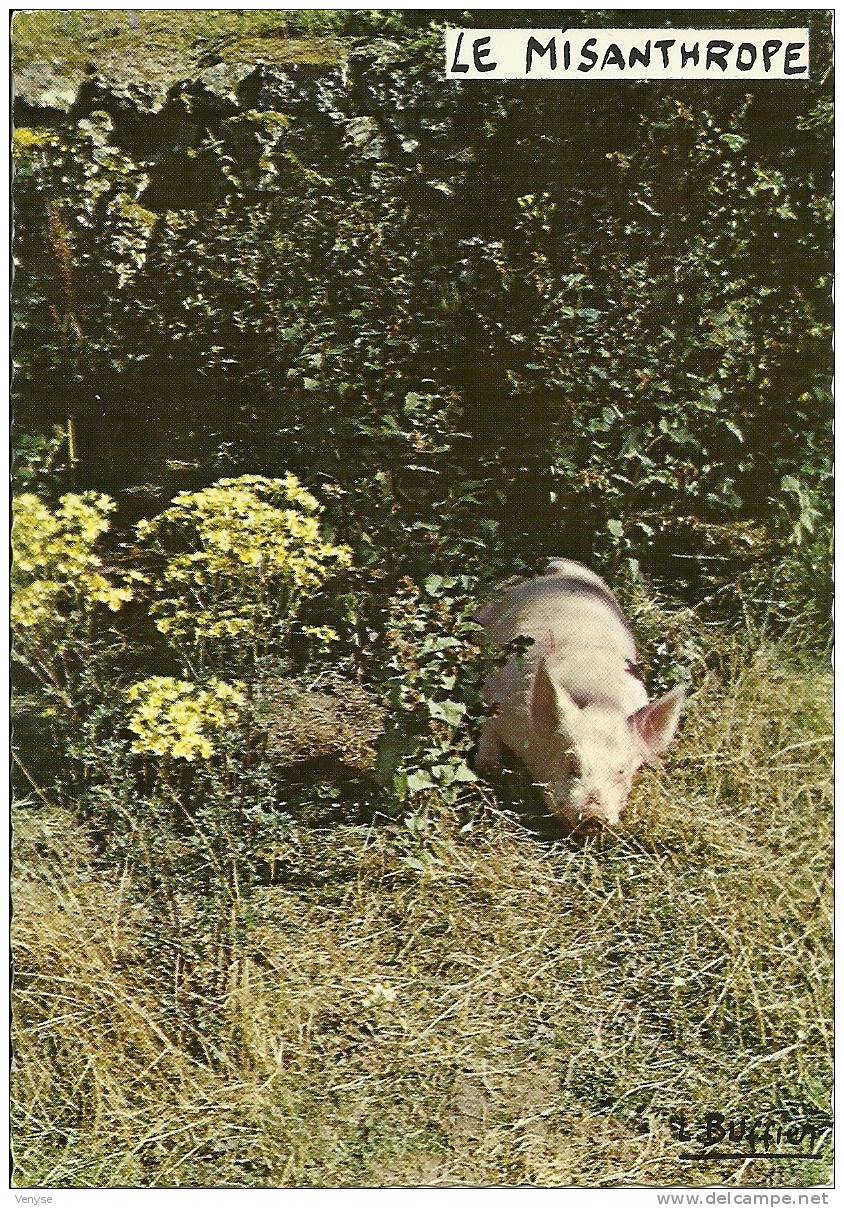 Carte Humoristique De Buffier : Le Misanthrope - Schweine