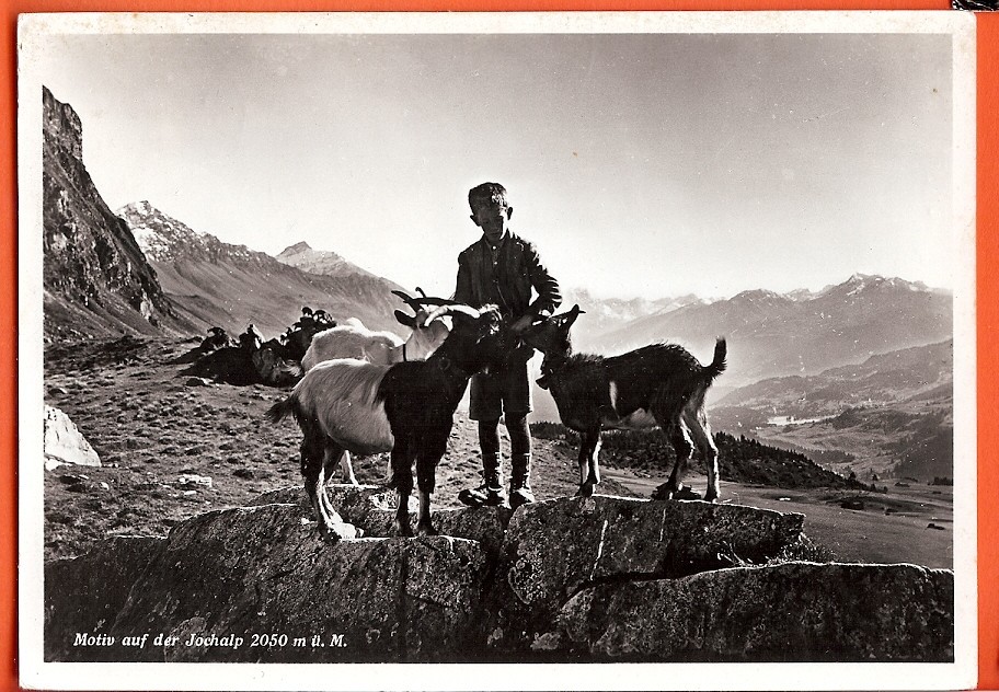 Ch335 Jochalp,Chèvres,Ziegen,Goats,Cachet Tschiertschen 1946.Verlag Schiess - Tschiertschen