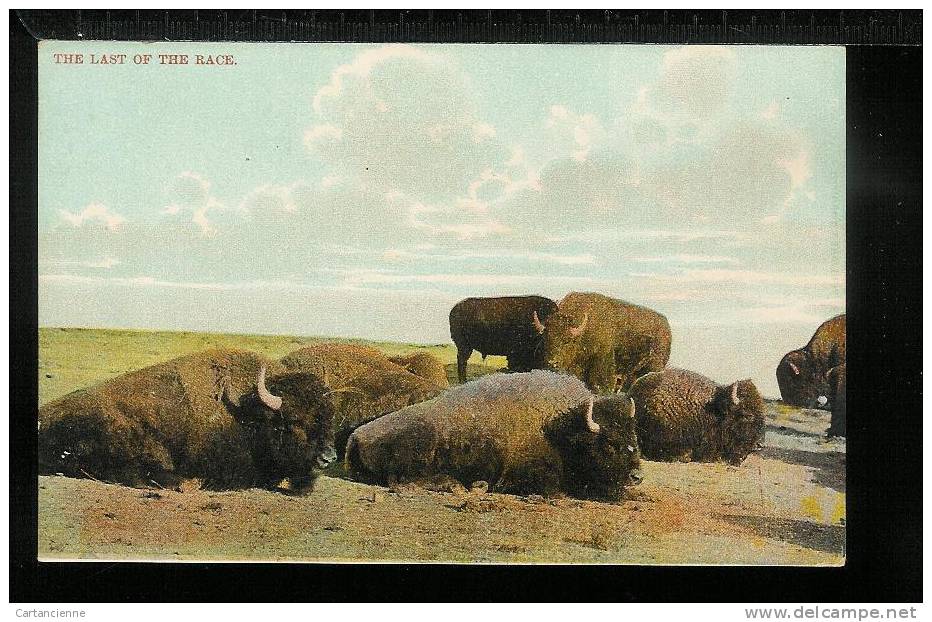 ETATS UNIS - USA -The Last Of The Race - Animaux Bisons - American Buffalo - Autres & Non Classés