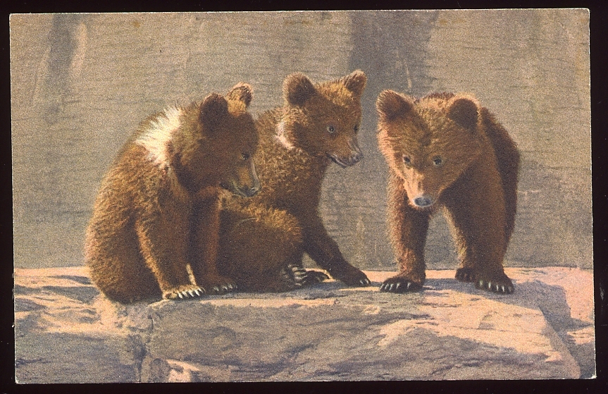 CPSM  Faune Animaux OURS  De Mignons Triplés On Espère Un 4ème Pour La Belote - Ours