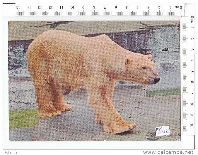 PO1369A# ORSO POLARE  No VG - Bears