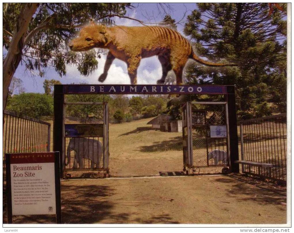 1 X Australian Aninmal Postcard - 1 Carte Postale D´animal Australian - Thylacine Or Tasmanian Tiger - Tigres