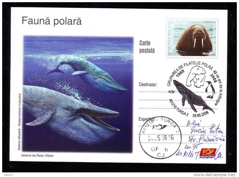 Polar Animals;PC 2008 SENT TO MAIL. - Baleines