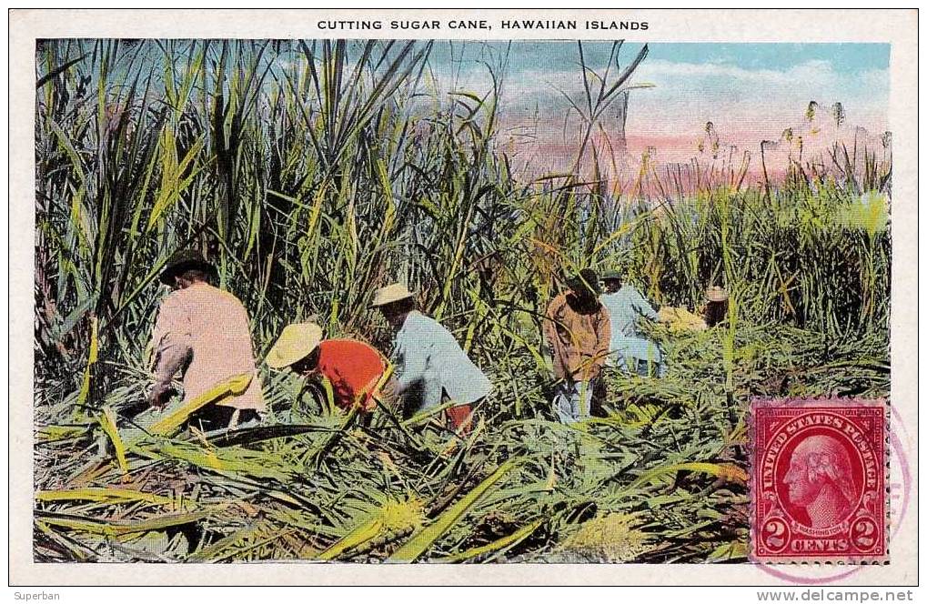 HAWAIIAN ISLANDS : CUTTING SUGAR CANE - ANNÉE: ENV. 1930 - T.C.V. (f-815) - Other & Unclassified