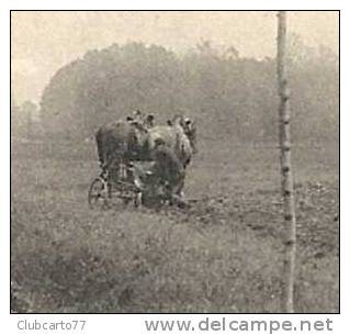Houdan (78) : Le Labourage D´un Terrain Agricol Avenue De La République Env 1903 (animée). - Houdan