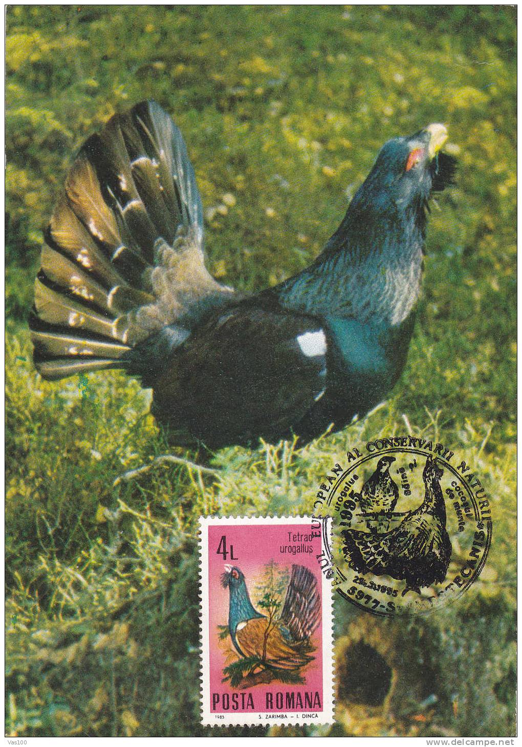 "Tetrao Urogallus", Cock, Rooster , Grouse,1995 Maxicard,carte Maximum Obliteration Concordante Romania. . - Gallinaceans & Pheasants