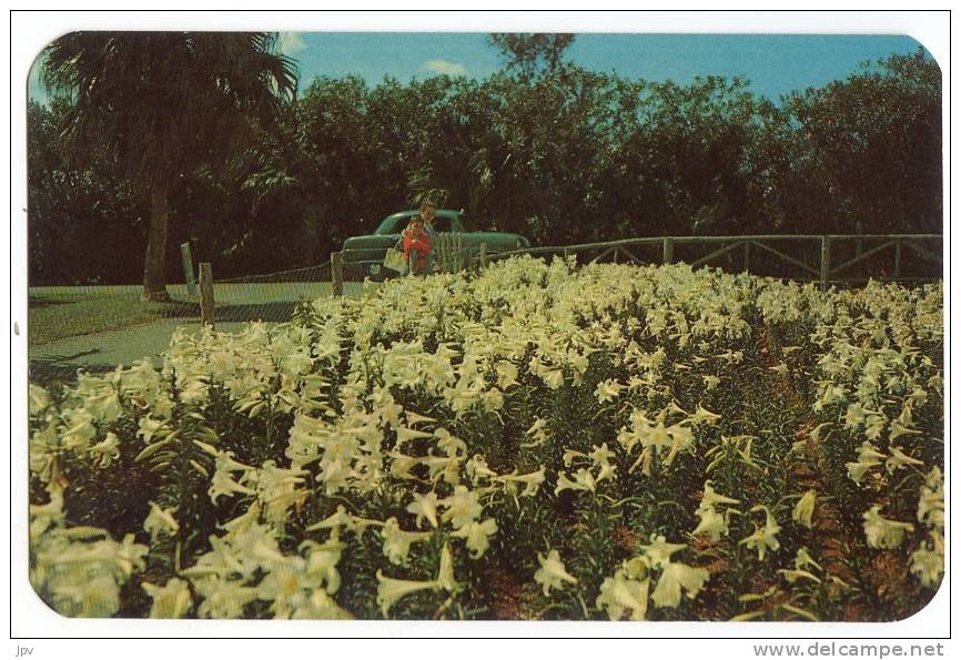 A CORNER OF AN EASTER LILY FIELD AT THE BOTANICAL GARDENS. BERMUDA. - Bermuda