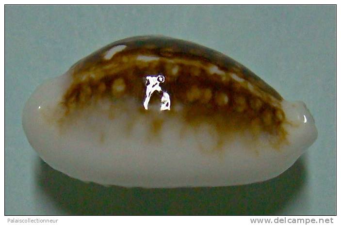 N°3475 //  CYPRAEA CRIBRARIA NIGER & HYPER ROSTREE  " N.C." // F++ : 25,2mm // RARISSIME . - Conchas Y Caracoles